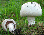 mushrooms