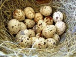 Перепелиная панацея