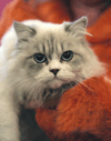 cat1