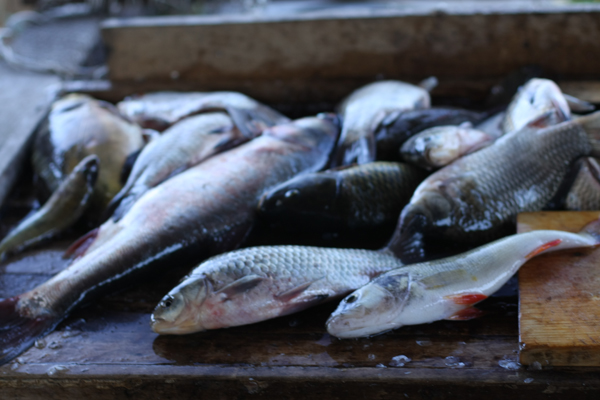fish